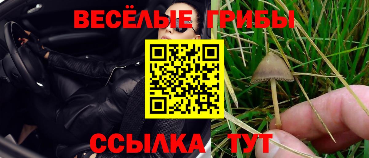 Псилоцибиновые грибы Psilocybine cubensis  Михайловка 